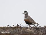 Morinelplevier - Eurasian Dotterel - Charadrius morinellus