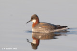 Grauwe Franjepoot - Red-necked Phalarope - Phalaropus lobatus