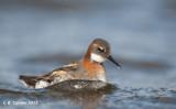 Grauwe Franjepoot - Red-necked Phalarope - Phalaropus lobatus