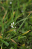 Shepherd's purse - Capsella bursa-pastoris