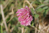 Red clover -Trifolium pratense