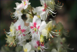 Horse chestnut - Aesculus hippocastanum