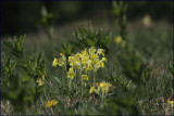 False oxlip - Primula veris x vulgaris