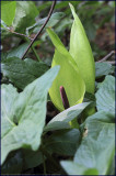 Lords-and-ladies - arum maculatum