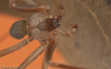 Loxosceles rufescens_EM-90999.jpg