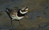 Charadrius hiaticula_EM-0983.jpg