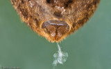 Zoropsis spinimana_EM-2.jpg