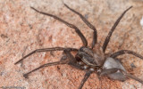 0_Tegenaria_0593 EM-96820.jpg