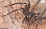 0_Tegenaria_0593 EM-96828.jpg