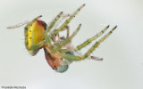 0_Araniella cucurbitina_0572 EM-95549.jpg