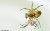 0_Araniella cucurbitina_0572 EM-95540.jpg