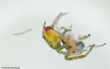 0_Araniella cucurbitina_0572 EM-95550.jpg