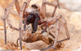Drassodes_0580 EM-92116.jpg