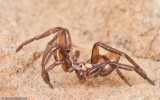 0_Gnaphosidae_0737 EM-92609.jpg