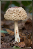 Knolparasolzwam - Macrolepiota rachodes
