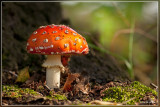Vliegenzwam - Amanita muscaria