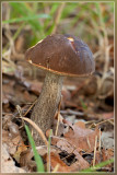 berkenboleet