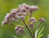 Spotted Joe Pye Weed (Eupatorium maculatum)