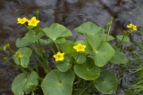 Marsh marigolds (Caltha palustris)