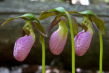 Pink Lady's Slippers (Cypripedium acaule)