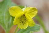 Yellow violet (Viola pubescens)