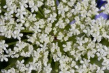 Queen Anne's Lace (Daucus carota)
