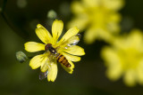Nipplewort (Lapsana communis)
