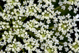 Queen Anne's Lace (Daucus carota)