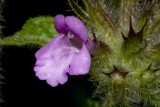 Wild basil (Satureja vulgaris or Clinopodium vulgare)