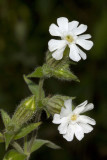 White campion (Lychnis alba)