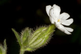 White campion (Lychnis alba)