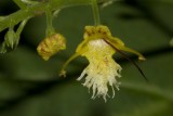 Horse balm (Collinsonia canadensis)