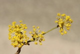 Cornelian cherry Cornus mas navadni rumeni dren_MG_1436-11.jpg