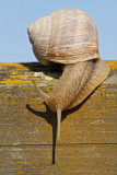 Roman snail Helix pomatia veliki vrtni polž_MG_2676-11.jpg