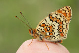Fritillary on finger pisanček na prstu_MG_4188-11.jpg