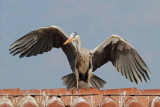 Landing pristanek_MG_0680-111.jpg