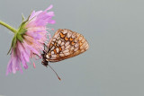 Heath fritillary Melitaea athalia navadni pisanček_MG_7903-111.jpg