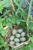 Pochard nest gnezdo sivke_MG_7697-11.jpg