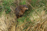 Muskrat Ondatra zibethicus pižmovka_0043-11.jpg