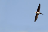 Alpine swift Tachymarptis melba planinski hudournik_MG_6826-11.jpg