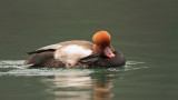 Red-crested pochard Netta rufina tatarska ¾vi¾gavka_MG_3101-111.jpg
