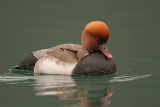 Red-crested pochard Netta rufina tatarska ¾vi¾gavka_MG_3096-11.jpg