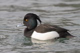 Tufted duck Aythya fuligula čopasta črnica_MG_5513-11.jpg
