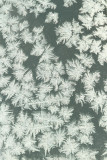 Ice flowers ledene rože_MG_5690-11.jpg