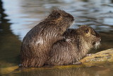 Nutria Myocastor coypus nutrija_MG_7417-11.jpg