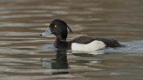 Tufted duck Aythya fuligula čopasta črnica_MG_7753-111.jpg