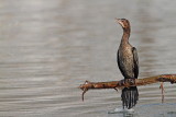 Pygmy cormorant Microcarbo pygmeus pritlikavi kormoran_MG_6242-111.jpg