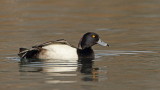 Tufted duck Aythya fuligula čopasta črnica_MG_7608-111.jpg