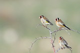 Goldfinch Carduelis carduelis lišček_MG_7749-11.jpg