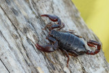 Scorpion Euscorpius sp. ąkorpijon_MG_0360-111.jpg
